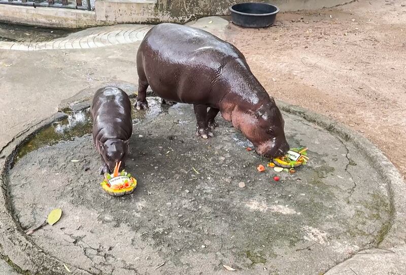 This screengrab taken from handout video footage released by Khao Kheow Open Zoo on November 4, 2024 shows Moo Deng (L), a four-month-old pygmy hippo who has recently become a viral internet sensation, eating a dish of carved fruit with Donald Trump's name in Thai.