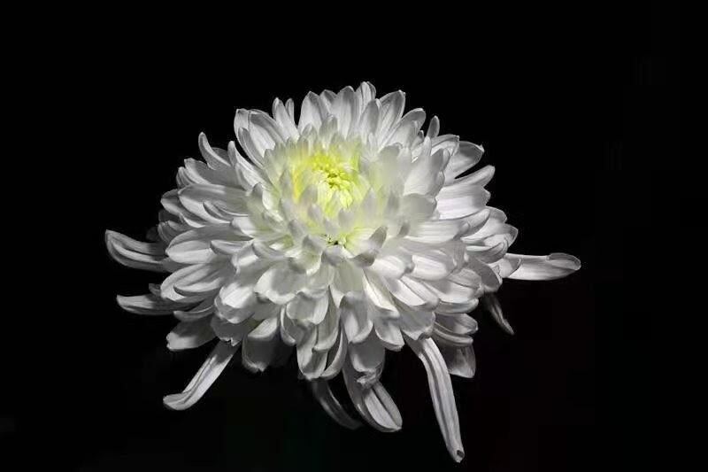 网民制作的白色菊花,黑色背景,花瓣栩栩如生。(网络图片)