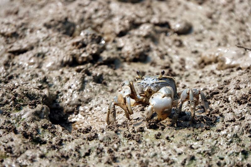 金门潮间带生态逐年退化，许多生物被消失，侧足厚蟹已几近绝迹。