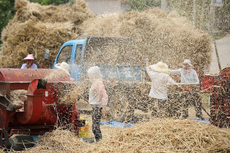 山东枣庄的农民正在脱粒新收获的小麦(路透社)